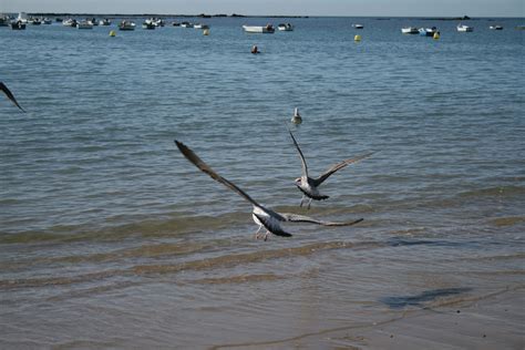 Free Images Beach Sea Coast Sand Ocean Bird Shore Wave