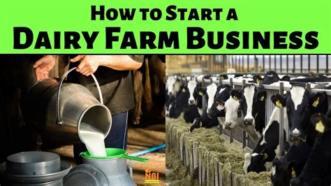 How To Start A Dairy Farm Business The Complete Guide Youtube