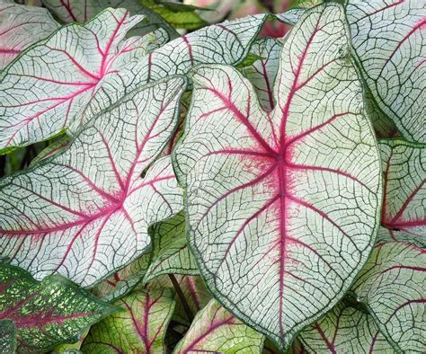 When And How To Plant Caladium Bulbs Expert Advice Homes Gardens