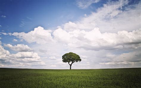 Tree Grass Field Clouds Hd Wallpaper Nature And Landscape Wallpaper