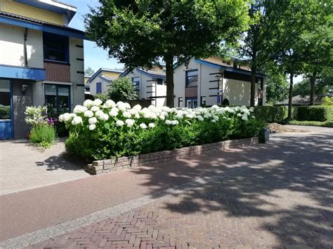 Hydrangea Arborescens Incredible Strong Annabelle Buxuskoning