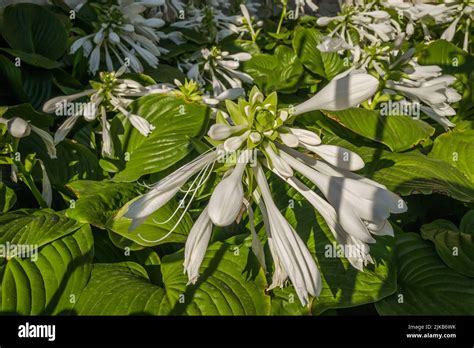 Large white flowers of the hosta capitata plant Stock Photo - Alamy