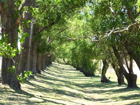 Poze Copac Natur P Dure Floare Verde Parc Botanic Gr Din