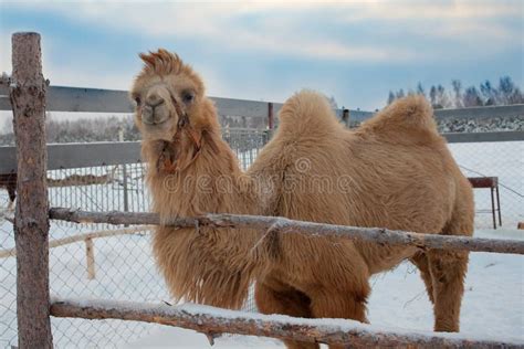 A Camel In The Snow Stock Image Image Of Head City 136595215