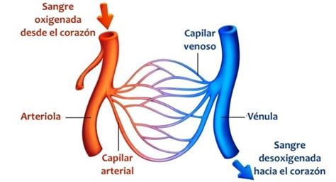 Que Es El Circuito Mayor Y Menor Del Sistema Circulatorio