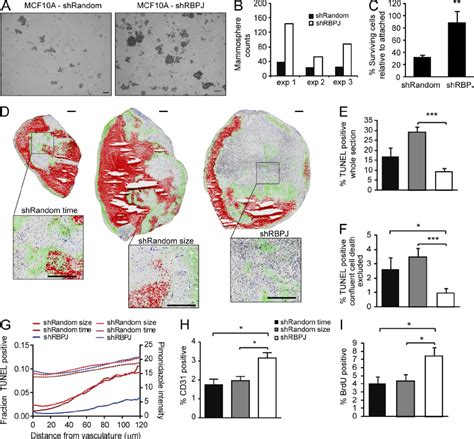 Rbpj Deficiency Increases Mammosphere Formation And Confers Resistance