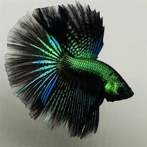 Beautiful Betta Super Green Black Samurai Hm Male In Betta