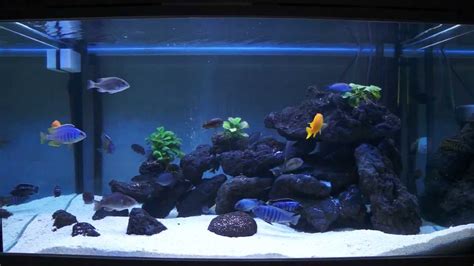 Mbuna tank malawi - YouTube