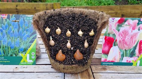 How To Plant A Bulb Lasagne Flowers From Feb To June In ONE POT