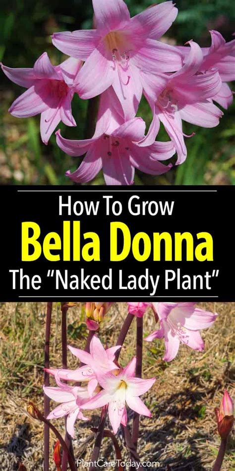 Belladonna Plant Care How To Grow The Amaryllis Belladonna Lily Bulb