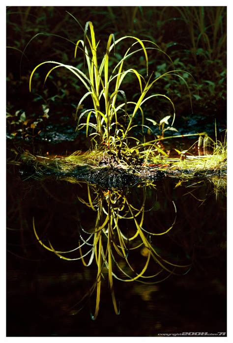 Reflection On Pond by padawan71 on DeviantArt