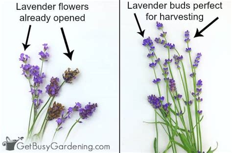 How To Harvest Lavender Leaves & Flowers - Get Busy Gardening