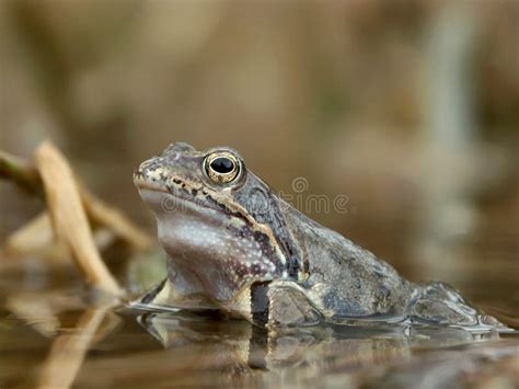 Retrato En Un Agua Salvaje Sapo De La Rana Bosque De Las Ranas Foto