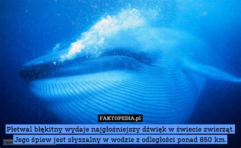 Płetwal błękitny wydaje najgłośniejszy