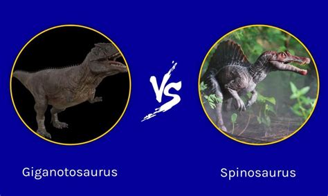 Giganotosaurus Vs Spinosaurus Who Would Win In A Fight