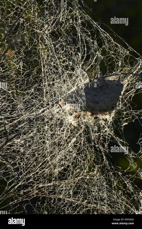 Giant Cobweb Hi Res Stock Photography And Images Alamy