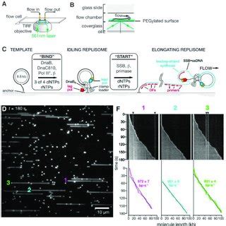 Multicolor Single Molecule Tirf Assays To Visualize Simultaneously Dna