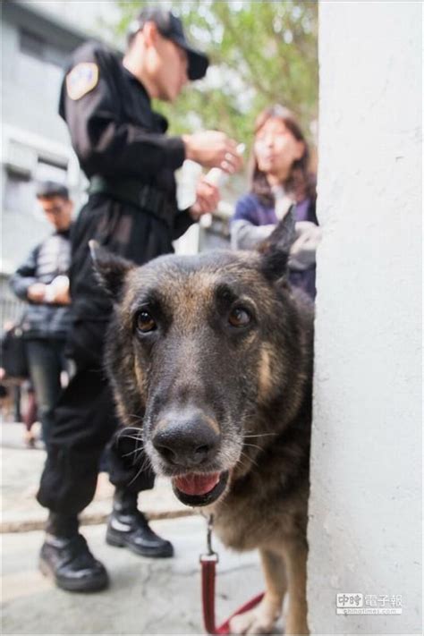 軍犬退役移交 找到新歸宿離情依依 日常 網推