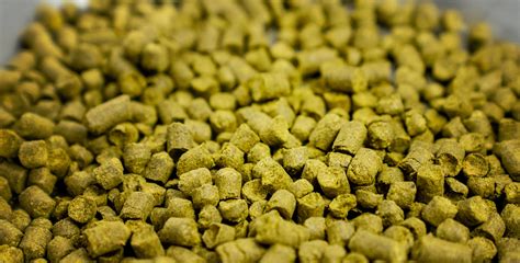 Hops You Must Try Get Er Brewed Blog