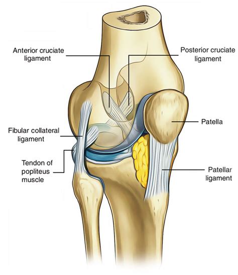 Ligaments Of The Knee Joint Earths Lab