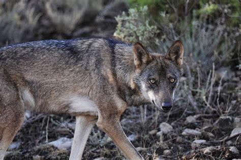 Yo Soy Amig Del Lobo El Nuevo Censo Del Lobo Aumenta Un 20 Y Estima