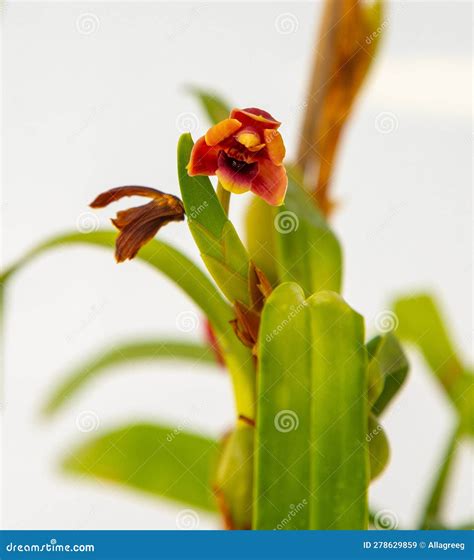 Maxillaria Variabilis Red Flower Buds Phalaenopsis Flowering Of A Rare