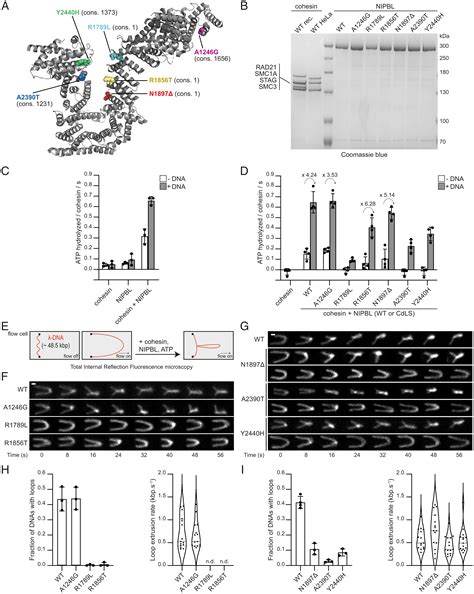 Cornelia De Lange Syndrome Mutations In Nipbl Can Impair Cohesin