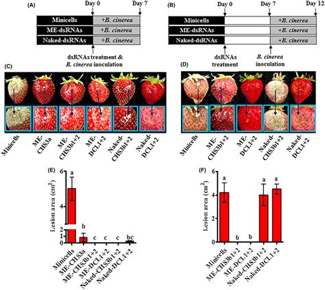 The Effectiveness Of Topically Applied Minicellsencapsulated Dsrnas