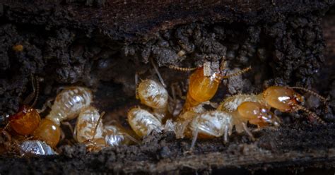 Philadelphia One Of Top Cities In Us For Termite Treatments Orkin