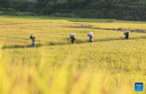 autumn farming  china china story