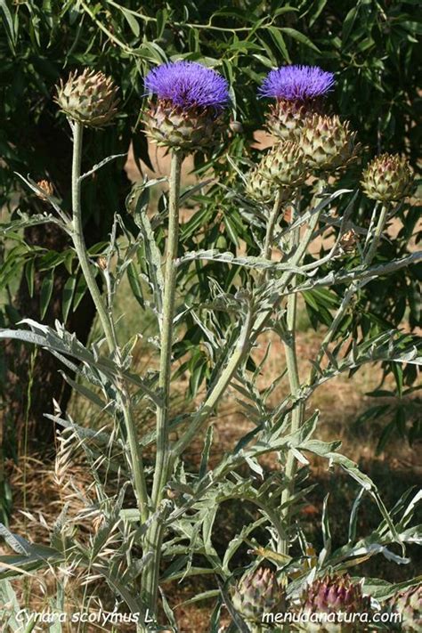 Menuda Natura Cynara Scolymus L