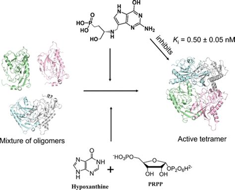 Inhibition And Mechanism Of Plasmodium Falciparum Hypoxanthineguanine