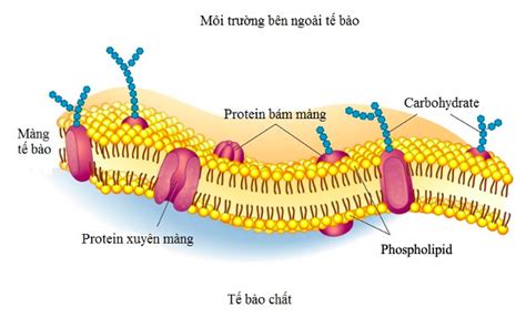 Màng sinh chất Sinh 10 Lý thuyết về cấu trúc thành phần và chức năng