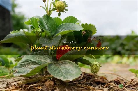 How To Plant Strawberry Runners For A Delicious Summer Treat Shuncy