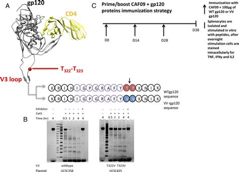 A Overview Of The Hiv Gp120 Mn V3 Domain The Cats Lysosomal Protease