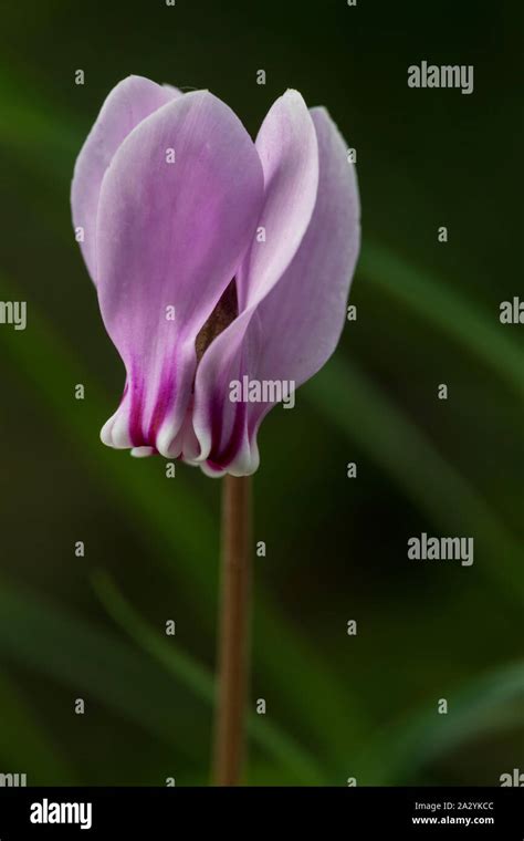 Ivy Leaved Sowbread Cyclamen Hederifolium Pink Flower Stock Photo Alamy