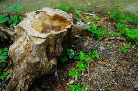 7 Effective Ways to Stop A Tree Stump from Sprouting - EatHappyProject