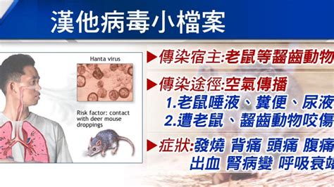 全文鼠害！「漢他病毒」 大中華地區每年10－20萬病例｜東森新聞：新聞在哪 東森就在哪裡