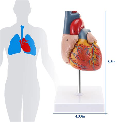 Human Heart Model 2 Part Life Size Anatomically Heart Medical Model