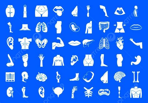 Human Body Infographic Vector Hd Png Images Human Body Icon Set Vector Care Heart Png Image