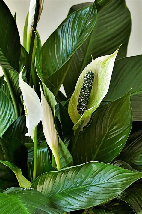 Descubre las plantas de interior con las flores blancas más