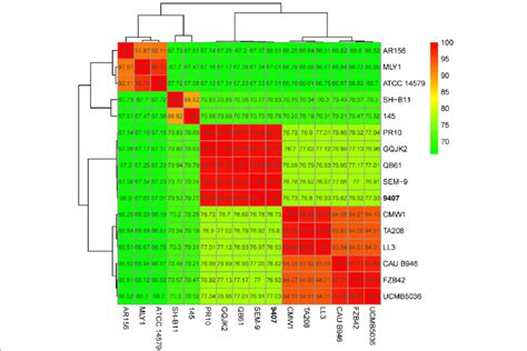 Heat Map Of Average Nucleotide Identity Ani Values Amongst Different