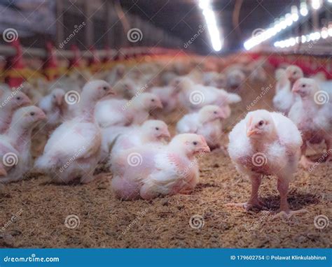 The Chicken in the Smart Farming Stock Photo - Image of chick, feather ...