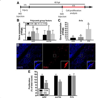 Proliferation following knockdown of select differentially expressed ... 