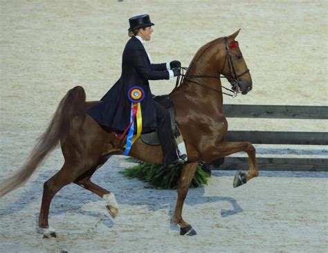 American Saddlebred Horse Breed Information, History, Videos, Pictures