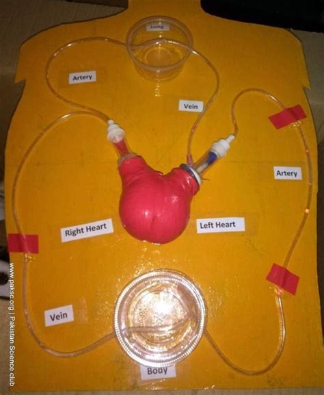 24 Hands On Heart And Circulatory System Activities For Kids Artofit