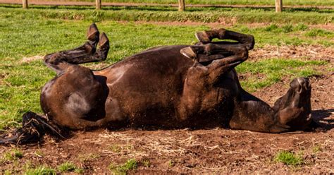 Colic in Horses and Ponies - Optim Equine