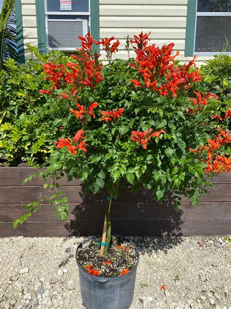 Cape Honeysuckle Red Tecomaria Capensis TREE FORM 12 Inch Pot