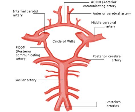 Blood Supply To Brain Learn Surgery Online