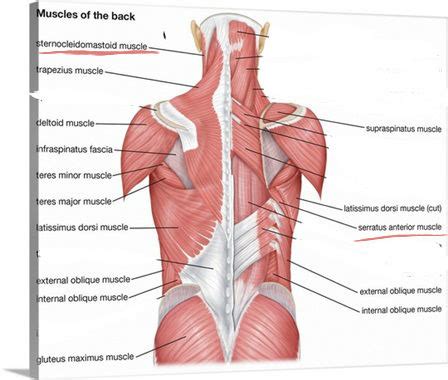 Muscles Of Trunk Posterior View Diagram Quizlet